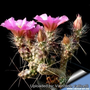 2075 valentino Valentino Vallicelli